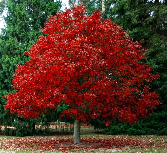 dab czerwony - niezwykle ozdobne drzewo o czerwonych lisciach